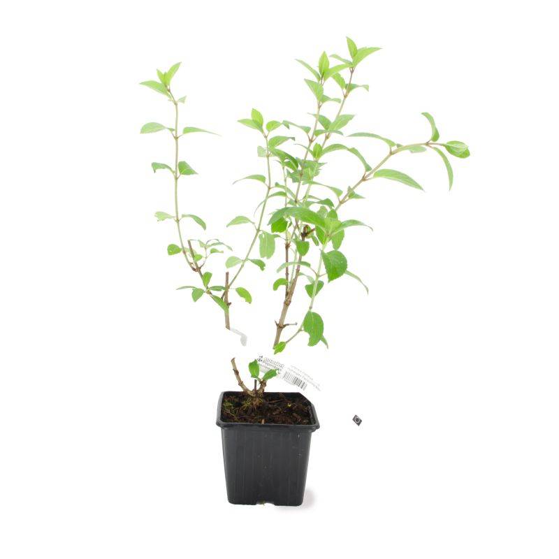 Hortensia Paniculé  'Lime Light' - Godet - Taille 13/25cm - Pépinières Naudet - Image 2