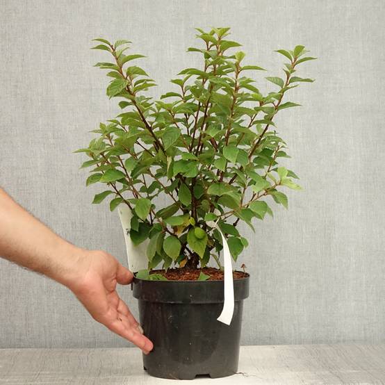 Promesse de Fleurs - Ragouminier - Prunus tomentosa Pot de 2L/3L - Image 2