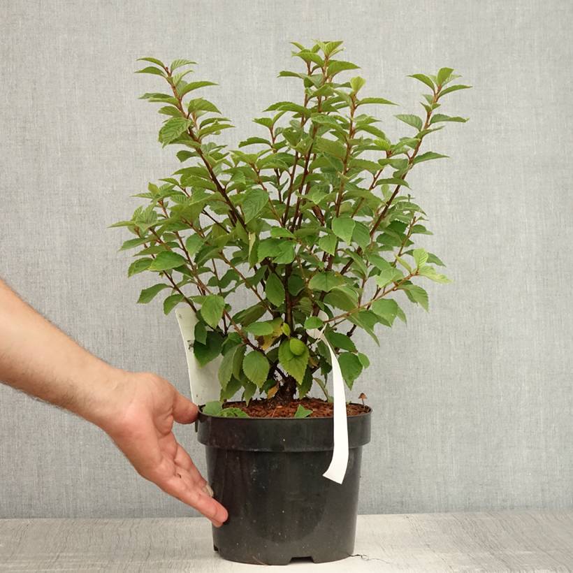 Ragouminier - Prunus tomentosa Pot de 2L/3L - Image 2
