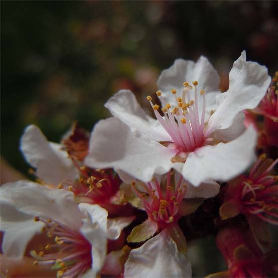 Promesse de Fleurs - Ragouminier - Prunus tomentosa Pot de 2L/3L - Image 1
