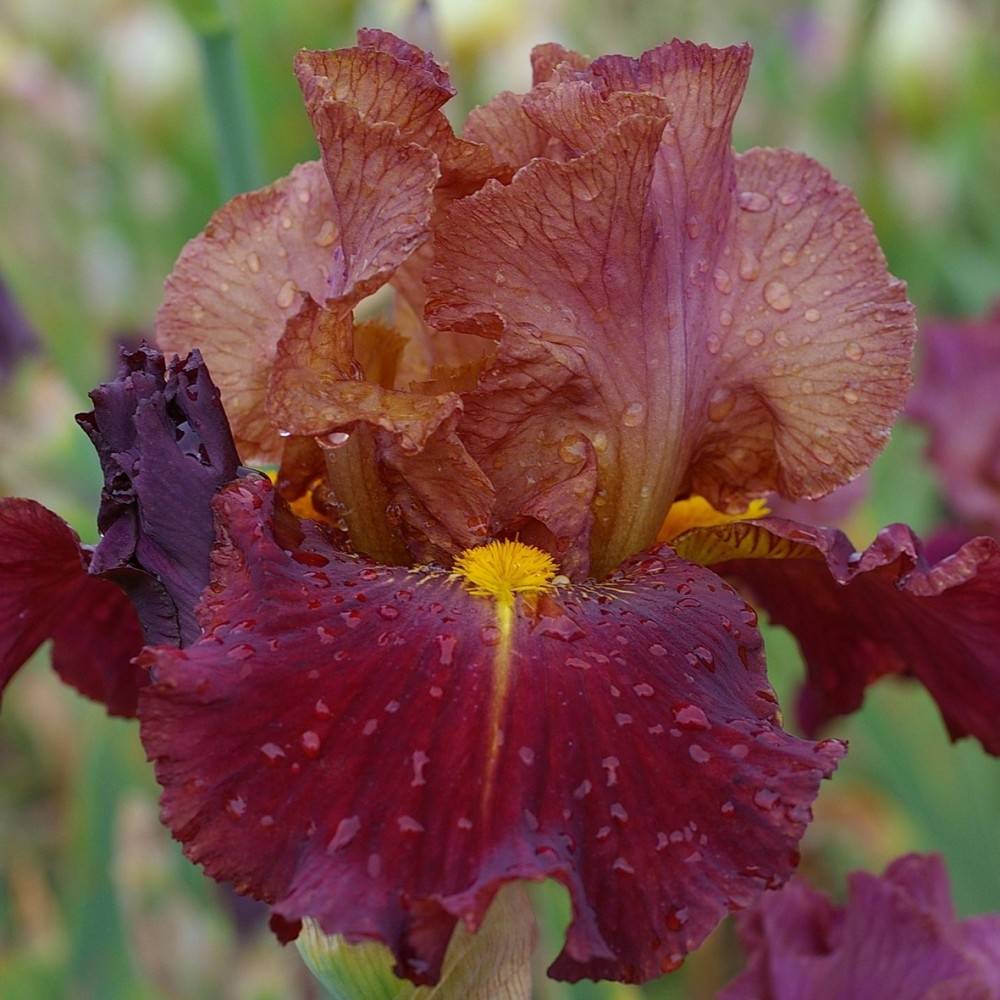 Iris germanica Marron Chaud - Iris des Jardins Godet de 8/9 cm