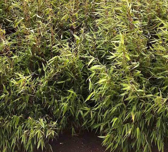 0 - Fargesia Robusta 'Pingwu' Pot 10 Litres - 100/120cm - 8/12 cannes - Image 2