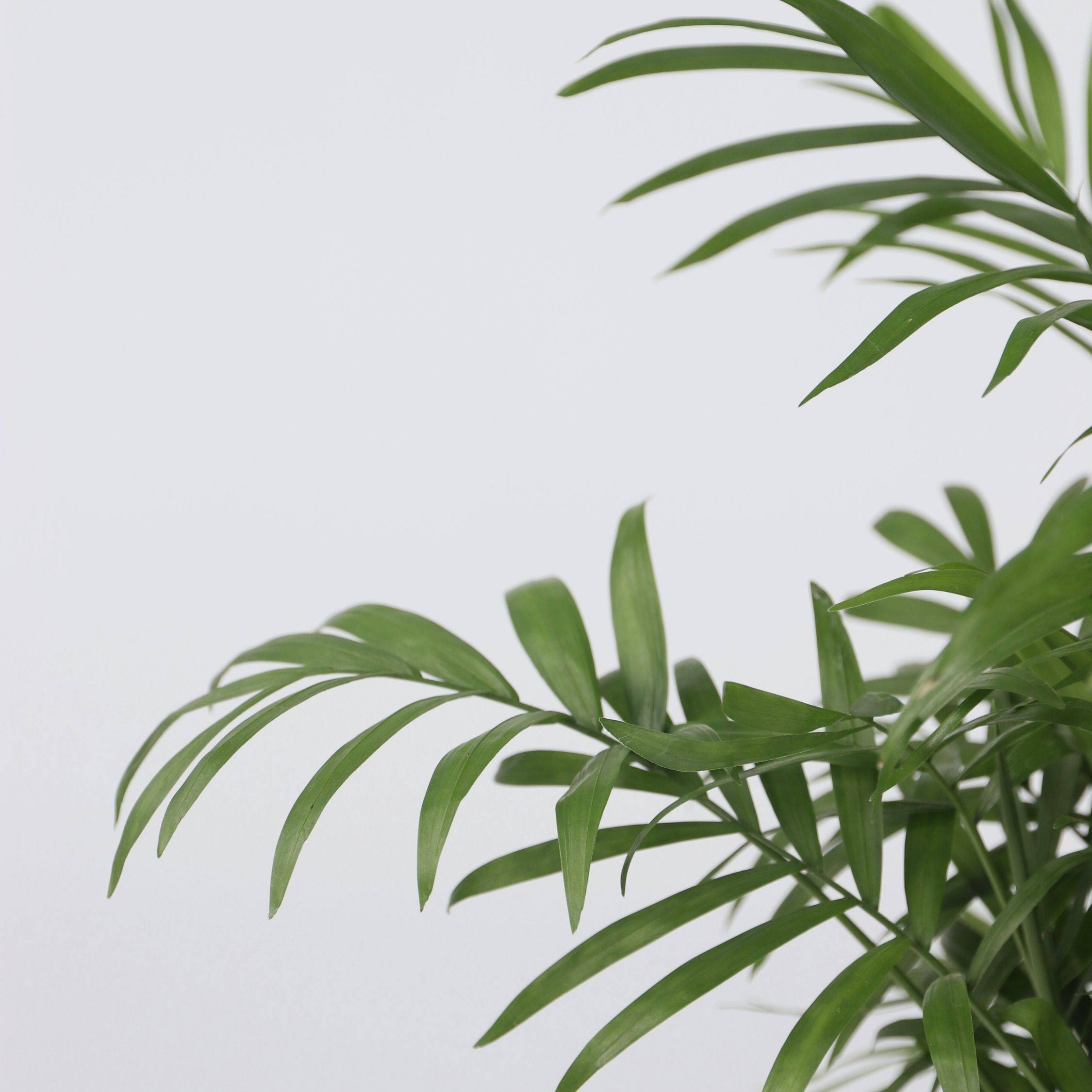 Plant In A Box - Palmier de salon - Set de 3 - Chamaedorea elegans - Hauteur 30-40cm - ⌀12cm - Image 3