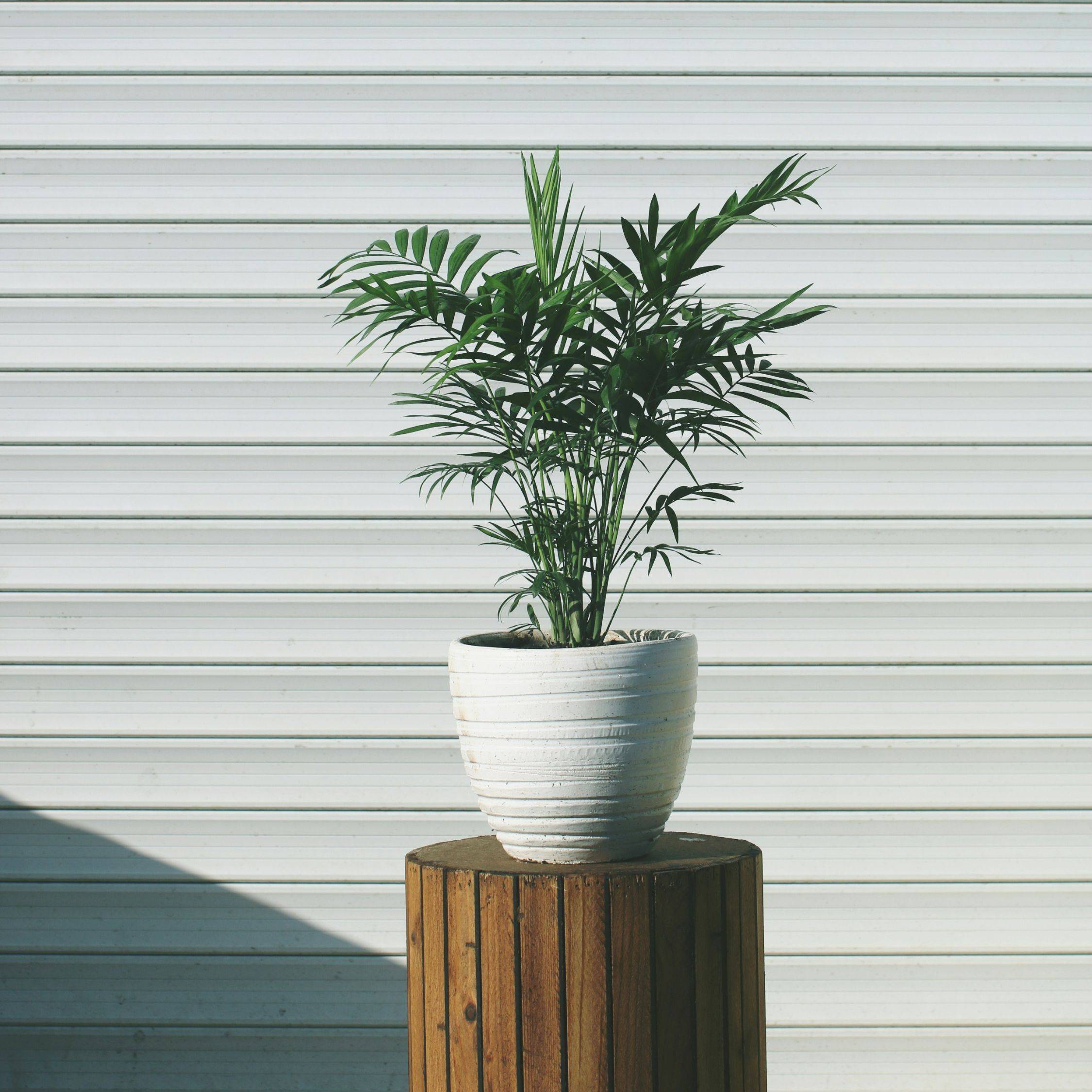 Plant In A Box - Palmier de salon - Set de 3 - Chamaedorea elegans - Hauteur 30-40cm - ⌀12cm - Image 2