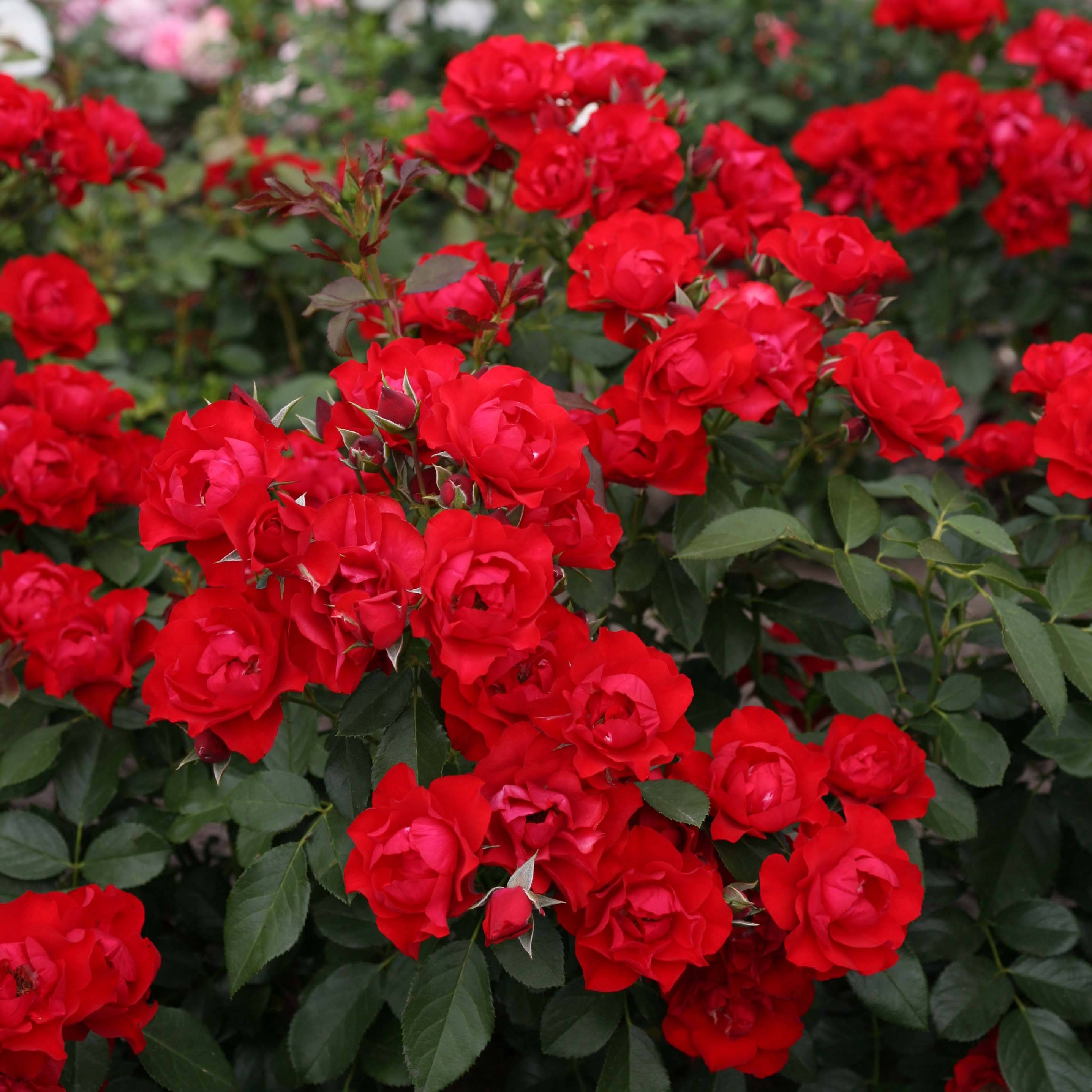 Rosier couvre-sol Black Forest Rose Pot de 4L/5L