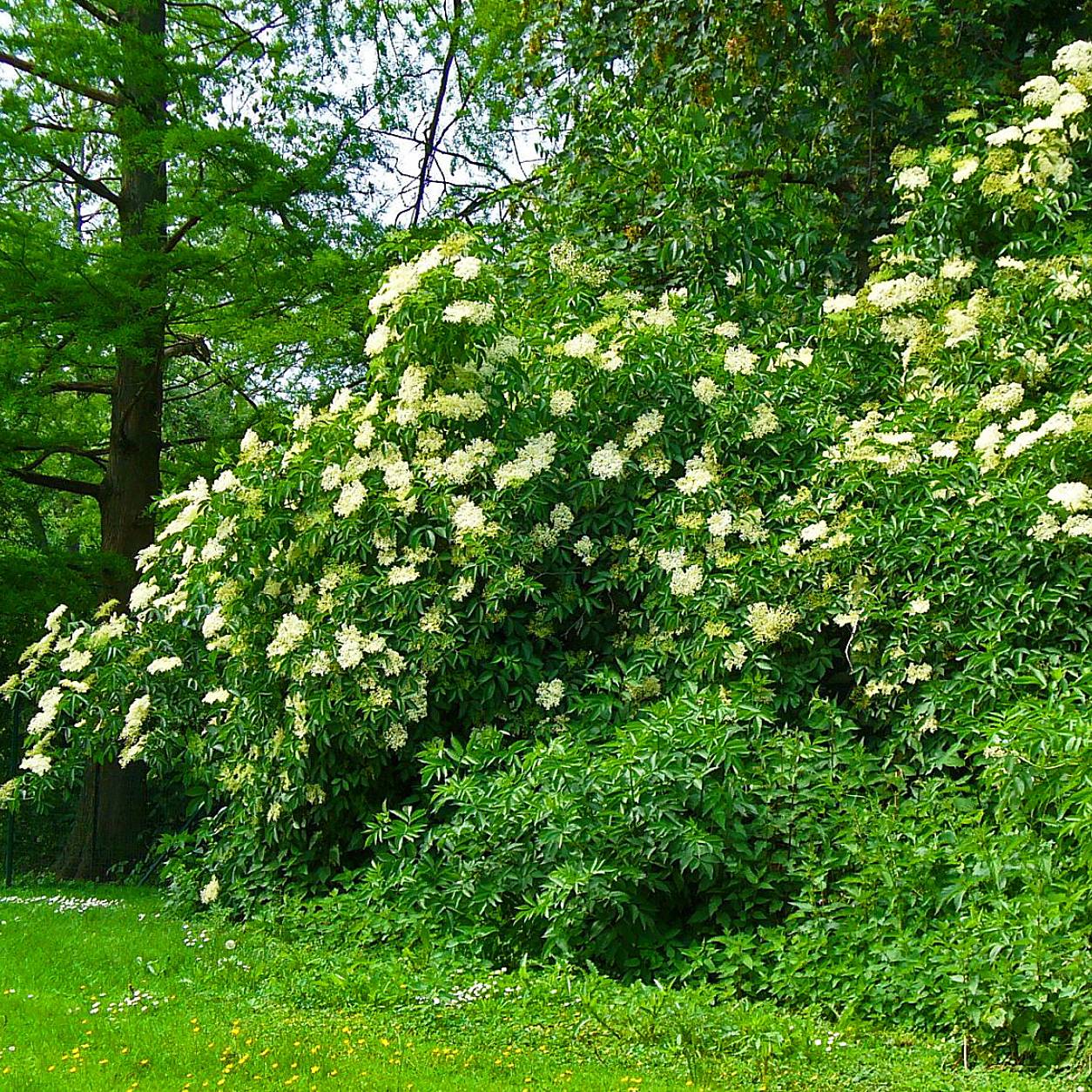 Sureau noir - Sambucus nigra Korsor Pot de 1,5L/2L, Buisson