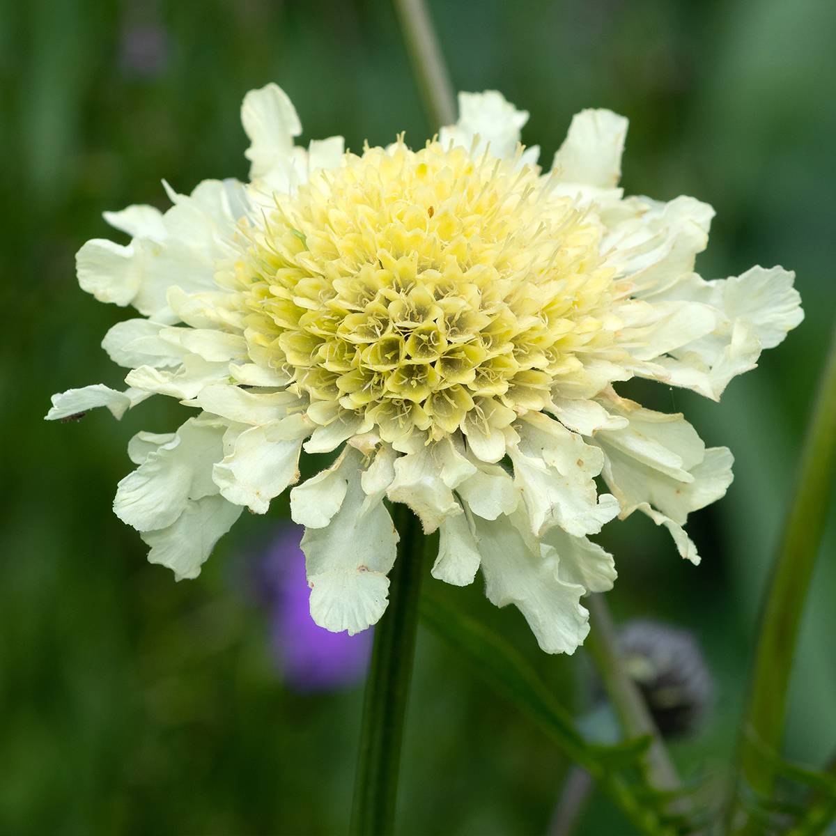 Scabieuse jaune - Scabiosa ochroleuca Godet de 8/9 cm