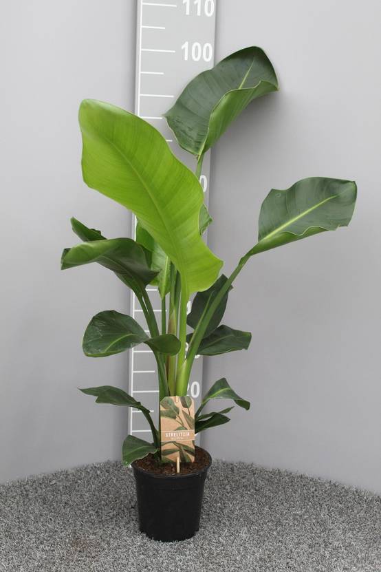Strelitzia Nicolai P17 2pp - D17 H70cm