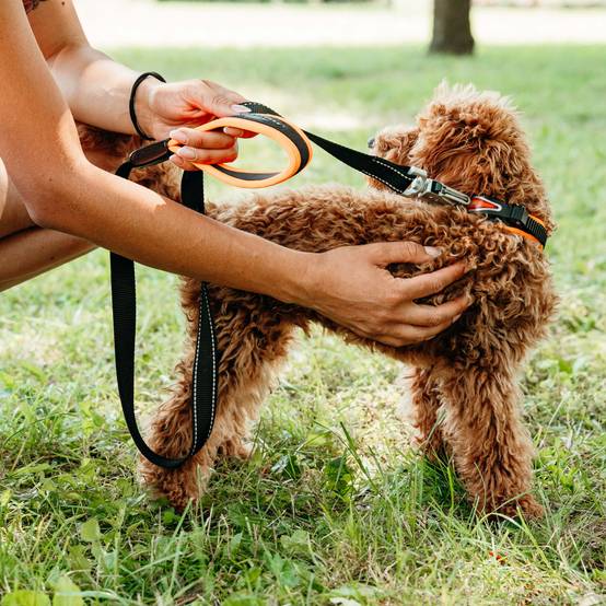 Ferplast - Ferplast Laisse pour chien ERGOFLUO MATIC, Laisse pour petit chien, Mousqueton innovant avec mécanisme magnétique, Poignée rembourrée, Nylon. Taille - Image 4