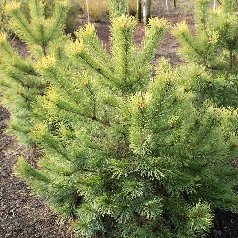 Pin sylvestre nain - Pinus sylvestris Wintergold Pot de 3L/4L