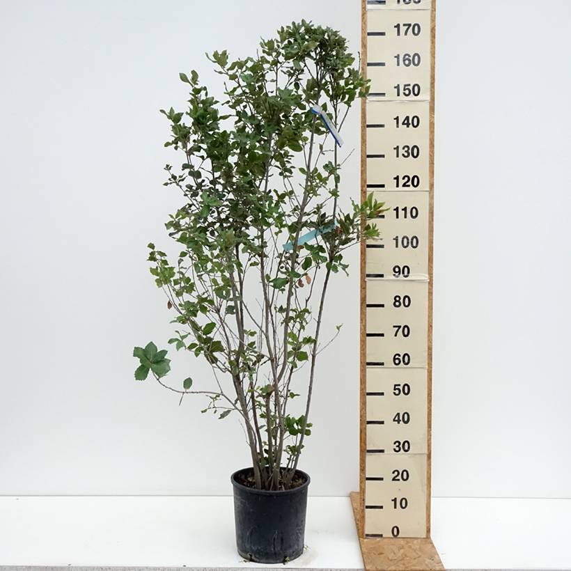 Promesse de Fleurs - Chêne vert - Quercus ilex Pot de 7,5L/10L - Image 2