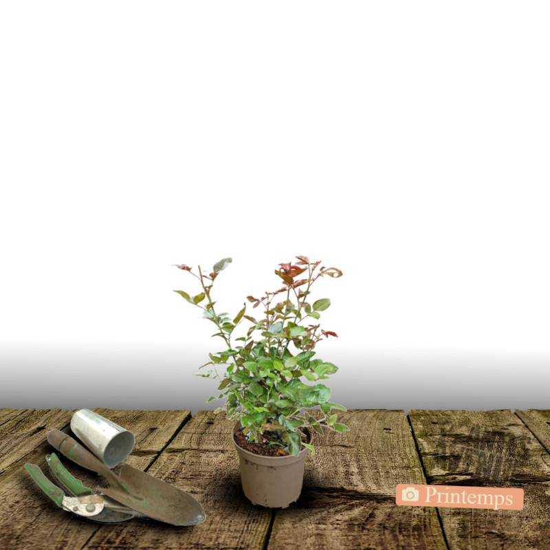 Rosier rugueux à fleurs Rose/ - feuillage Caduc - Pot de 4L - 30/60 cm - Image 6