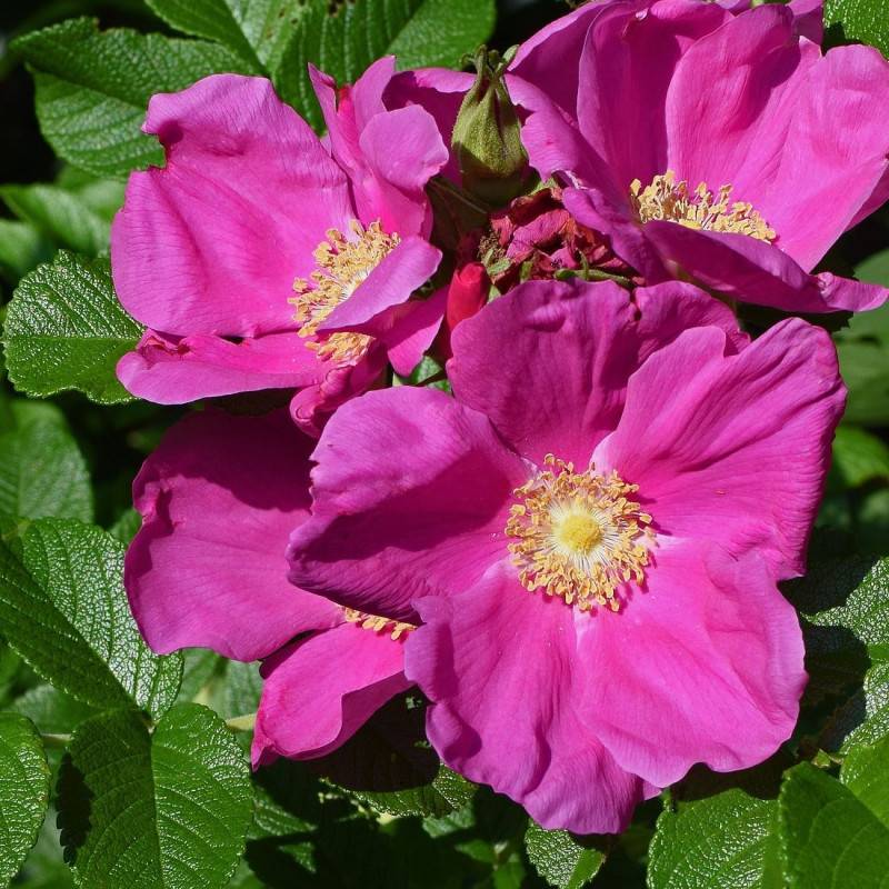 Rosier arbustif rugeux à fleurs Rose - feuillage Caduc - Pot de 4L - 30/60 cm-  hauteur à maturité De 1,00 m à 1,50 m - Image 1