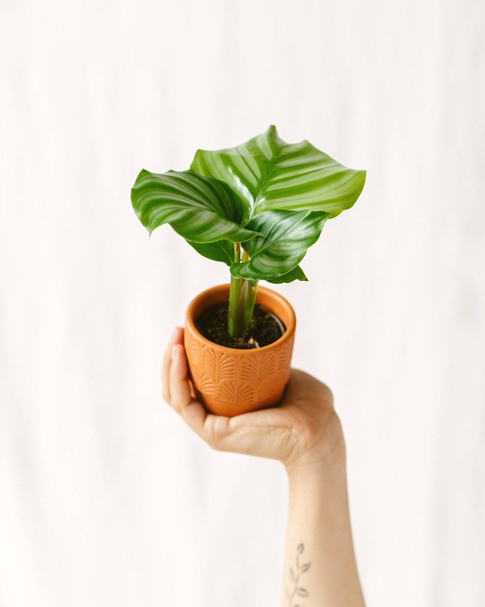 La Green Touch - Mini Calathéa orbifolia 10cm - Plante d'intérieur- La Green Touch - Image 2