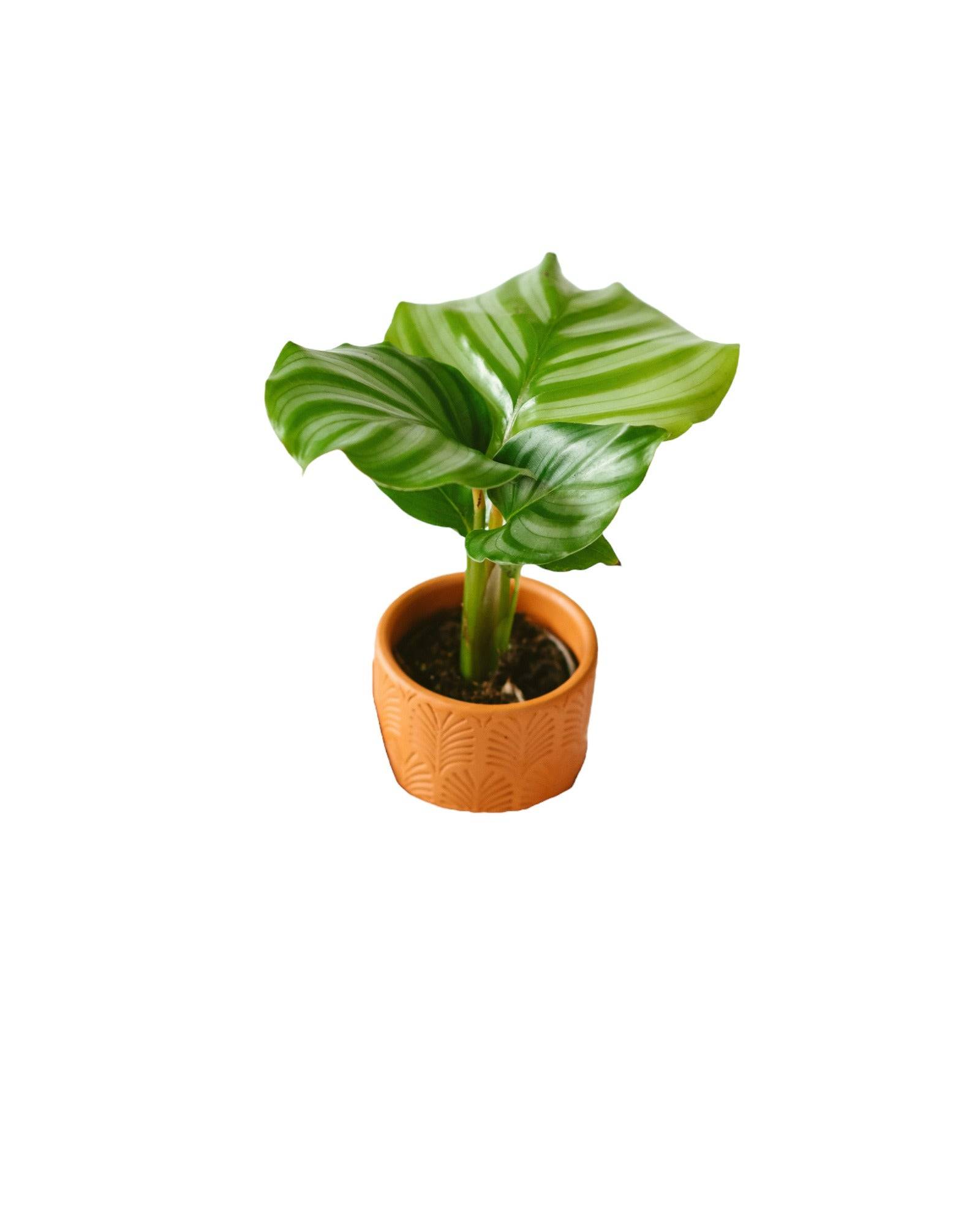 Mini Calatha orbifolia 10cm - Plante d'intrieur- La Green Touch - Gamm  vert