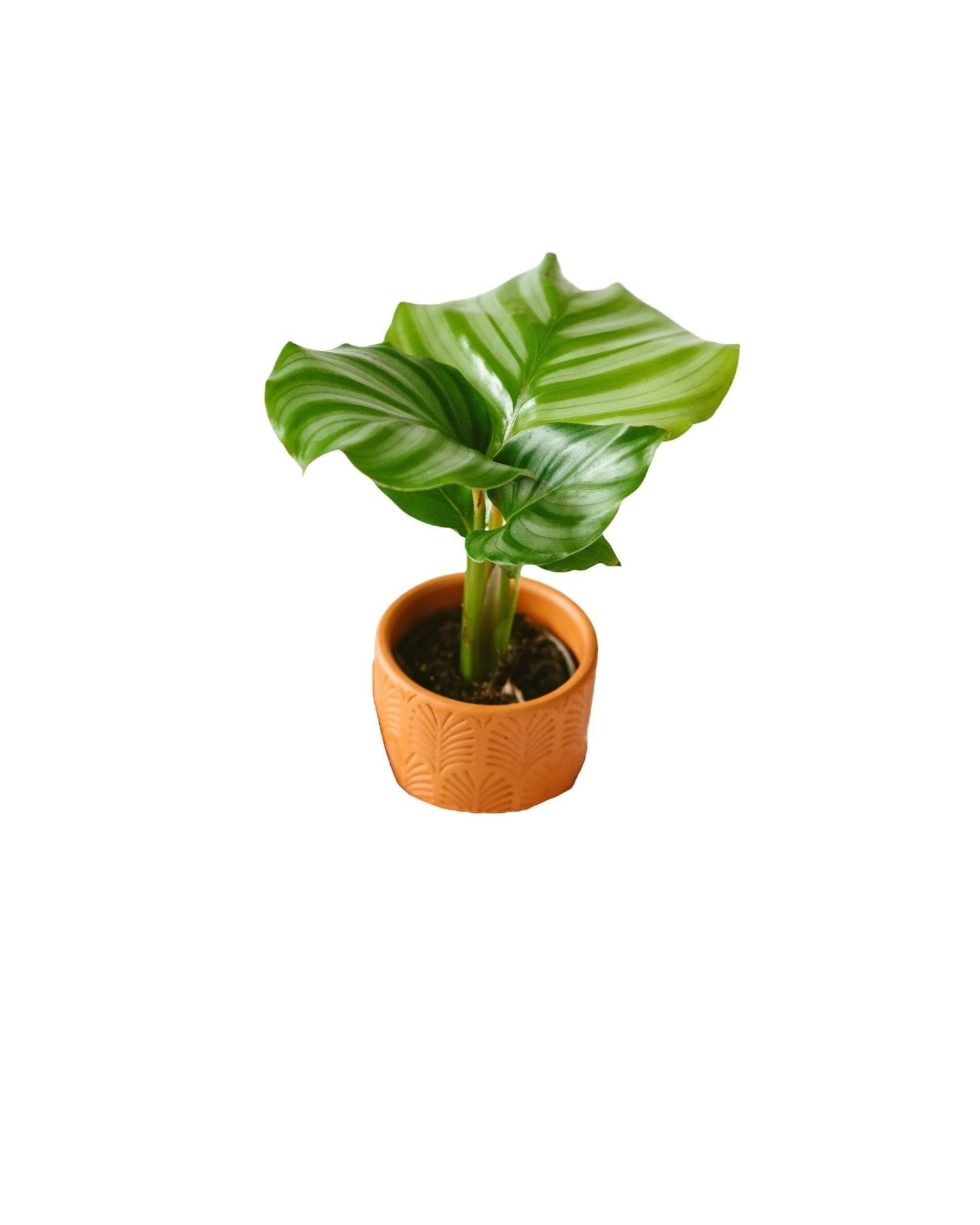 La Green Touch - Mini Calathéa orbifolia 10cm - Plante d'intérieur- La Green Touch - Image 3