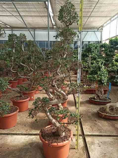 Sans Marque - Ficus microcarpa 'Compacta' Taille:Pot de 25L- 125/150cm - Image 1