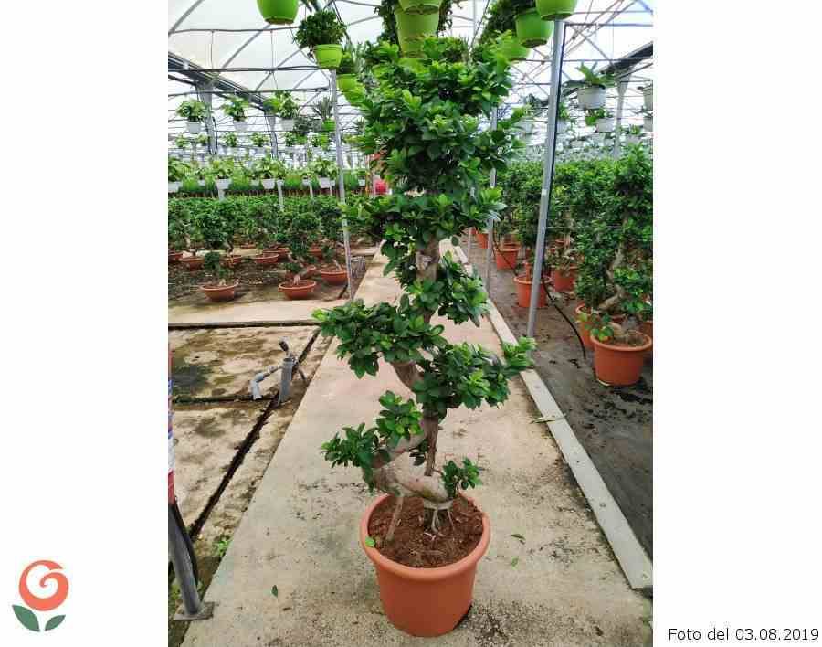 Sans Marque - Ficus microcarpa 'Compacta' Taille:Pot de 25L- 125/150cm - Image 2