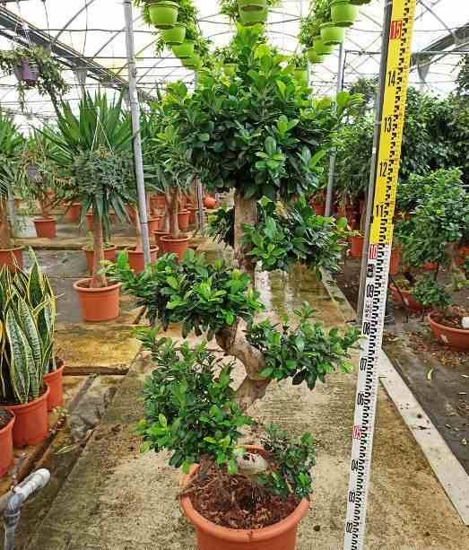 Sans Marque - Ficus microcarpa 'Compacta' Taille:Pot de 25L- 125/150cm - Image 3