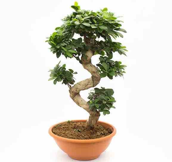Sans Marque - Ficus microcarpa 'Compacta' Taille:Pot de 25L- 125/150cm - Image 4