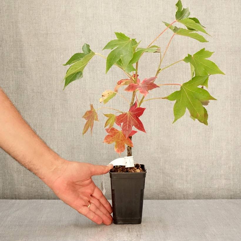 Liquidambar styraciflua Oakville Highlight - Copalme d'Amérique Pot de 1L/1,5L