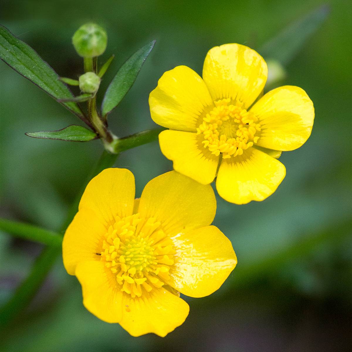 Ranunculus acris - Bouton d'or Godet de 7/8 cm