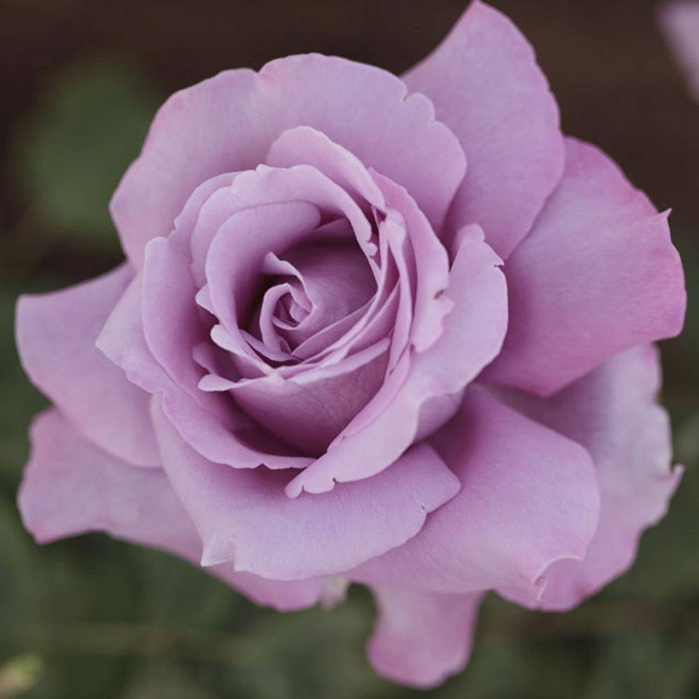 Rosier à grandes fleurs Charles De Gaulle® 'Meilanein' à fleurs Violette/ - feuillage Caduc - Pot de 3L - 20/40 cm
