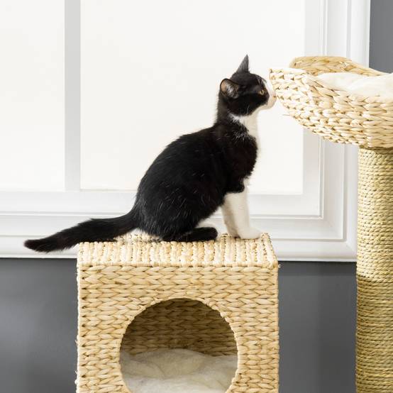 Arbre à Chat Bois Sisal pour Chaton avec Niche et Escalier 100cm Naturel - ComfortXL Pet Living - Image 1