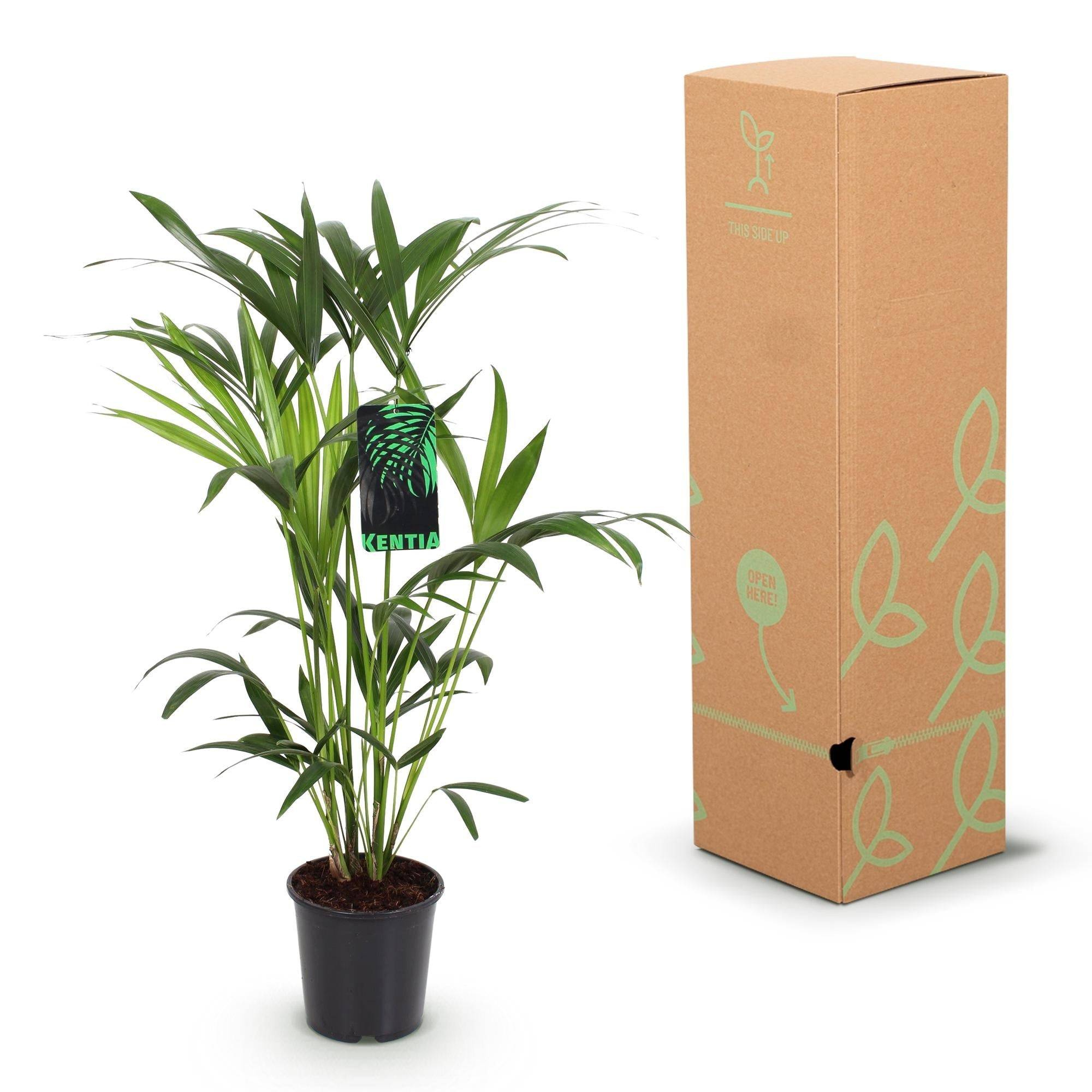 La Green Touch - Palmier Kentia - D19 H85cm - Image 6
