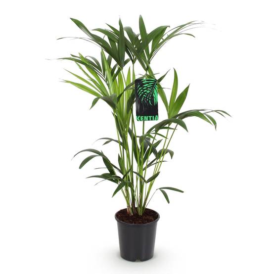 Palmier Kentia - D19 H85cm - Image 4