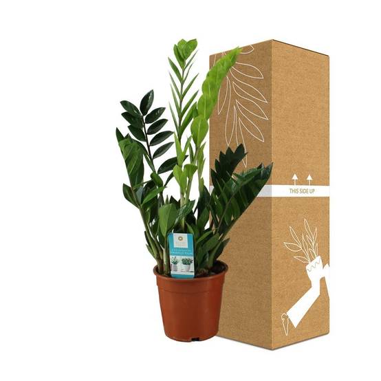Zamioculcas zamiifolia 65cm - Plante d'intérieur- La Green Touch - Image 4
