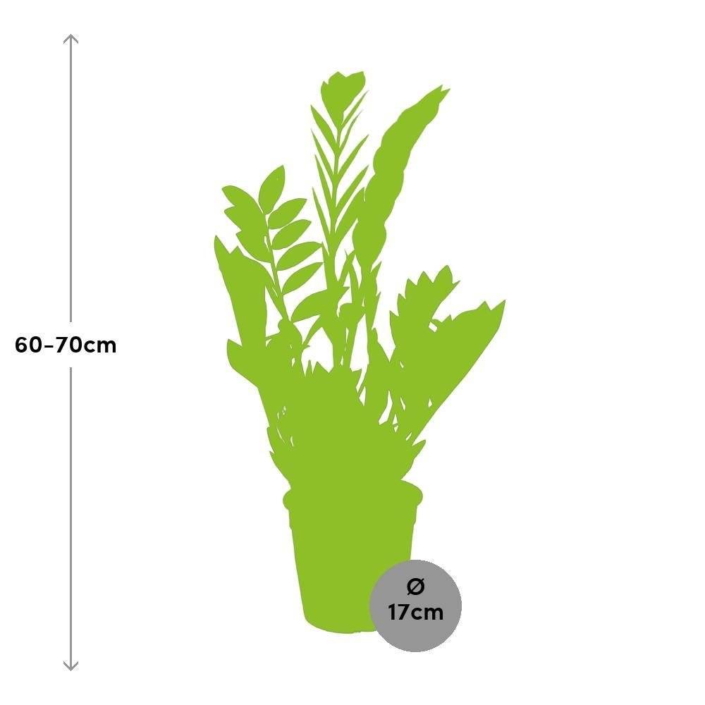 Zamioculcas zamiifolia 65cm - Plante d'intérieur- La Green Touch - Image 3