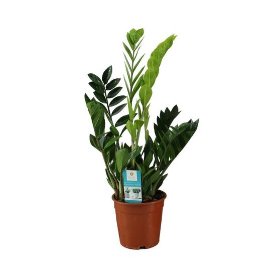 Zamioculcas zamiifolia 65cm - Plante d'intérieur- La Green Touch - Image 1