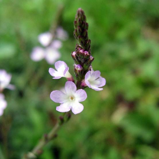 Verveine officinale - Verbena officinalis Godet de 8/9 cm