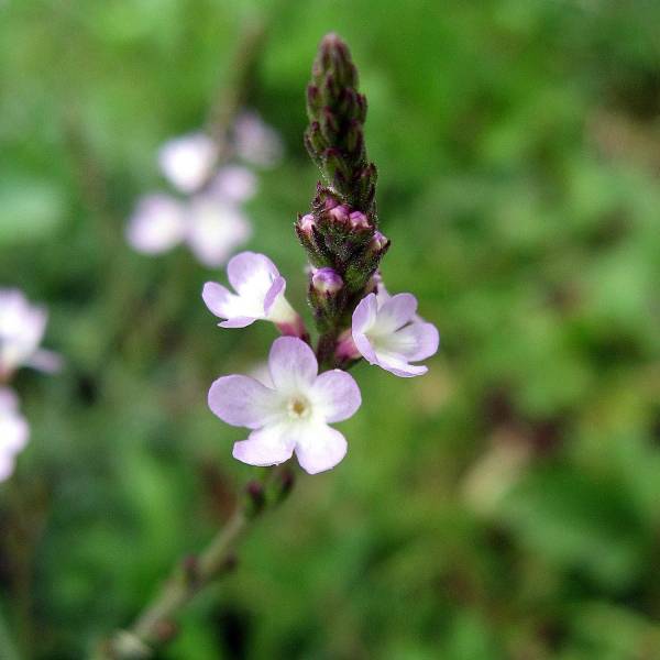 Verveine officinale - Verbena officinalis Godet de 8/9 cm