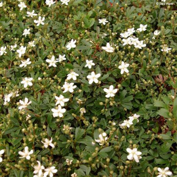 Promesse de Fleurs - Potentilla tridentata Nuuk - Potentille vivace Pot de 1,5L/2L