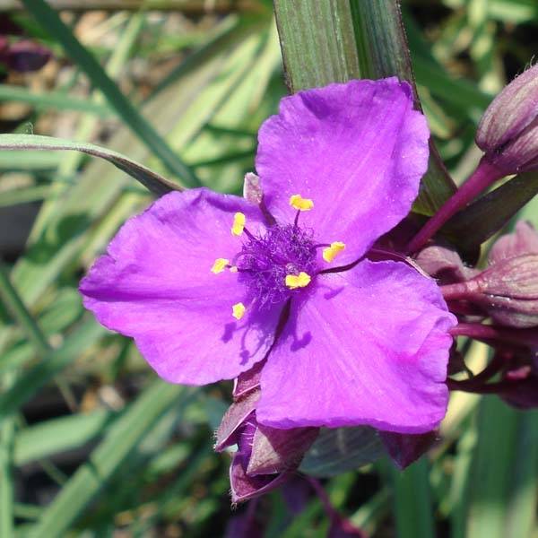 Promesse de Fleurs - Ephémère de Virginie - Tradescantia andersonina Concord Grape Godet de 8/9 cm