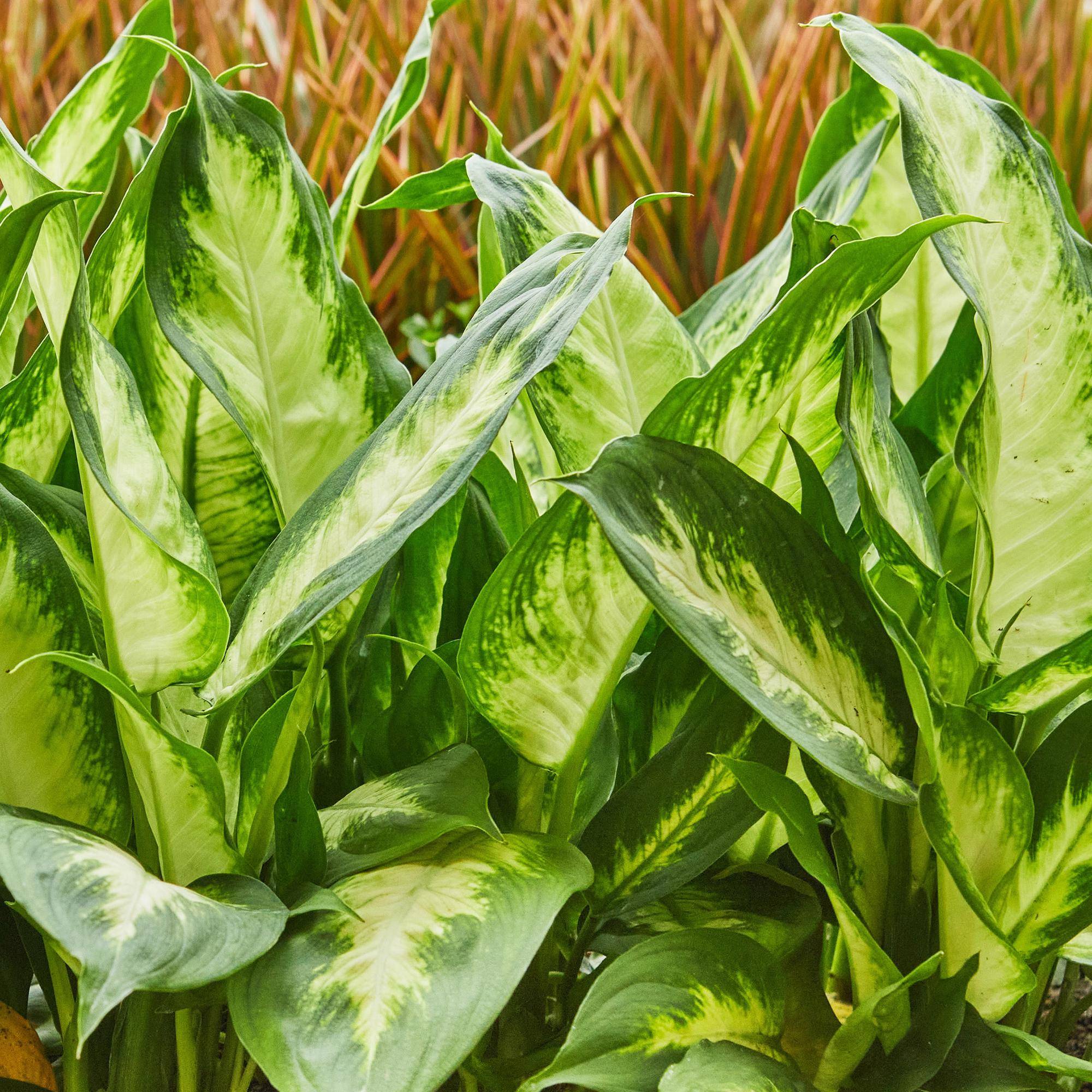Dieffenbachia Camilla - D17 H50cm - Image 5