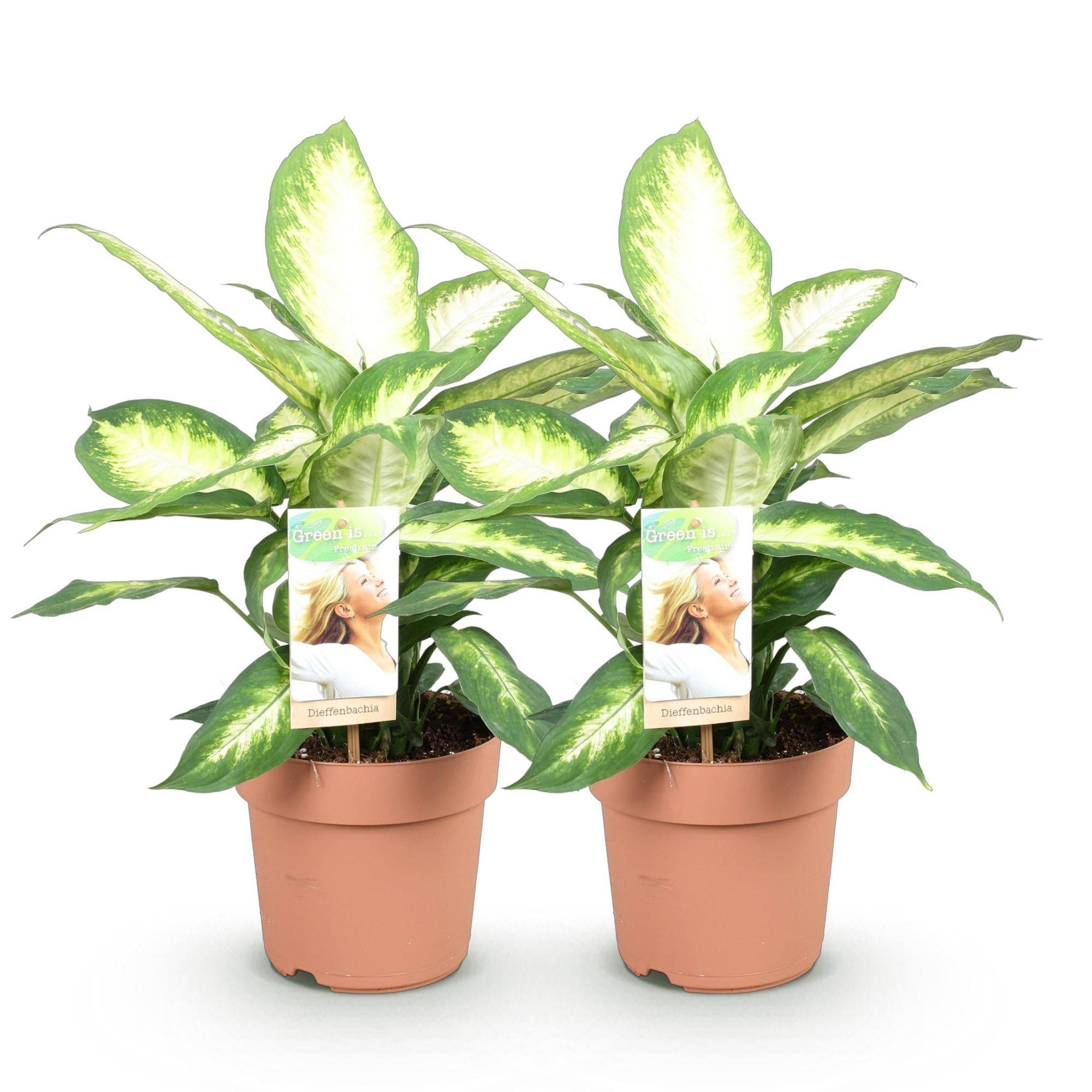 Dieffenbachia Camilla - D17 H50cm - Image 3