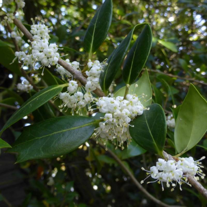 Osmanthe heterophyllus, Osmanthus à fleurs Blanche - feuillage Persistant - Pot de 7,5L - 60/80 cm-  hauteur à maturité De 2,50 m à 3,00 m - Image 1