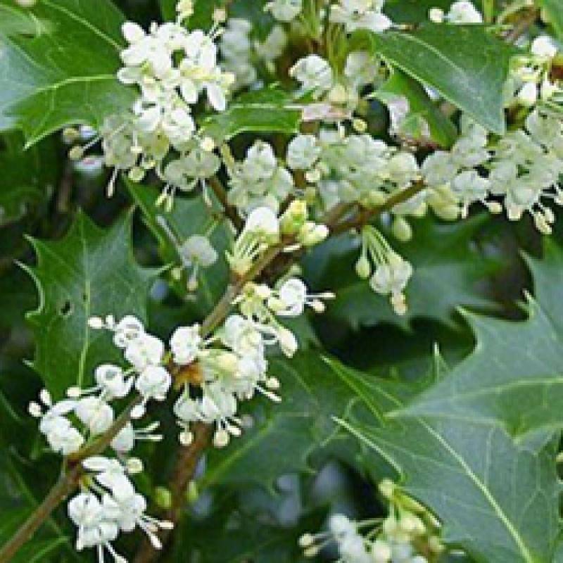 Osmanthe heterophyllus, Osmanthus à fleurs Blanche - feuillage Persistant - Pot de 7,5L - 60/80 cm-  hauteur à maturité De 2,50 m à 3,00 m - Image 2