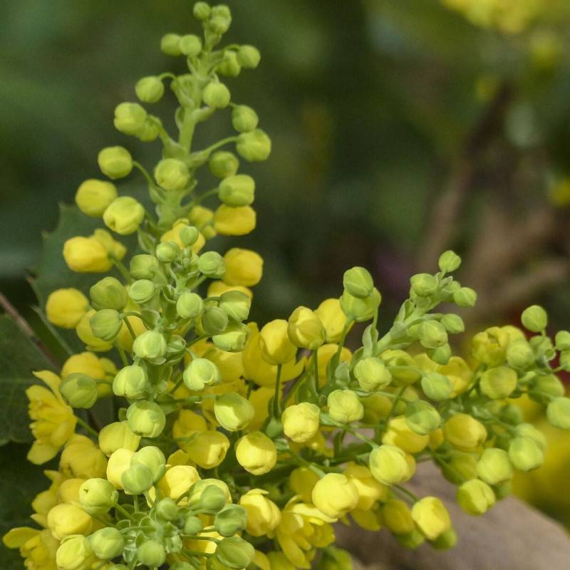 Mahonia Winter Sun à fleurs Jaune - feuillage Persistant - Pot de 7,5L - 60/80 cm-  hauteur à maturité De 1,50 m à 2,00 m - Image 2