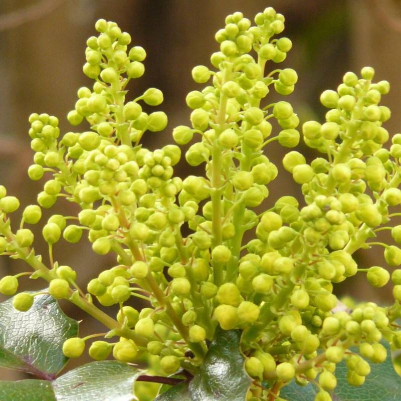 Mahonia Winter Sun à fleurs Jaune - feuillage Persistant - Pot de 7,5L - 60/80 cm-  hauteur à maturité De 1,50 m à 2,00 m - Image 5