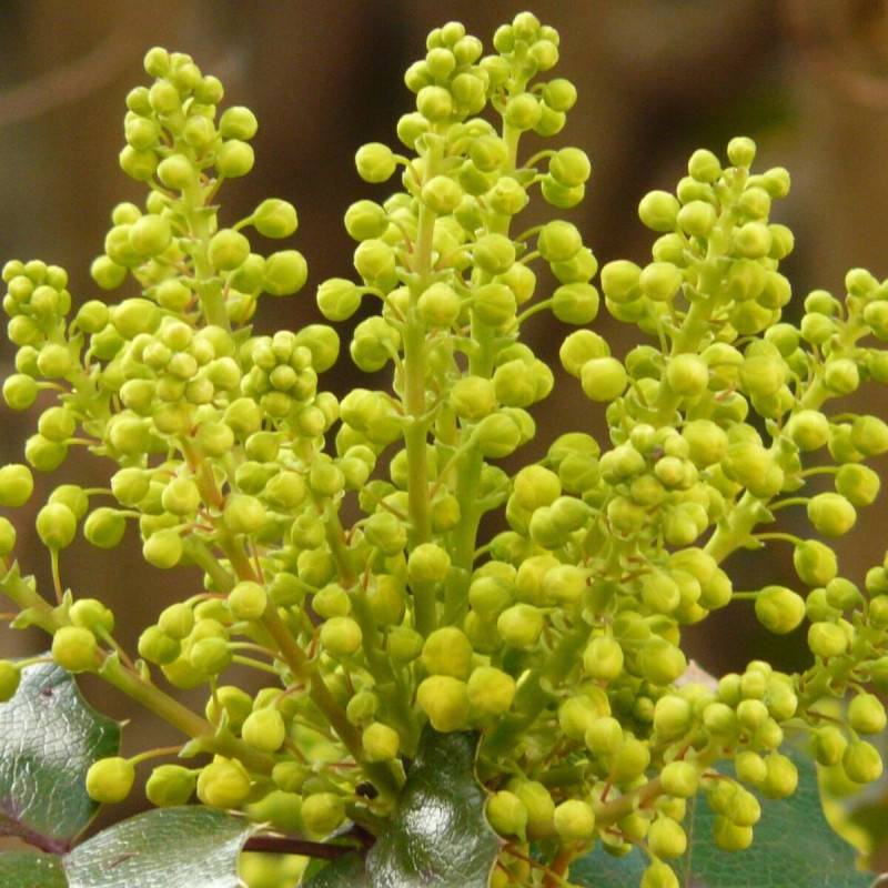 Mahonia Winter Sun à fleurs Jaune - feuillage Persistant - Pot de 7,5L - 60/80 cm-  hauteur à maturité De 1,50 m à 2,00 m - Image 6