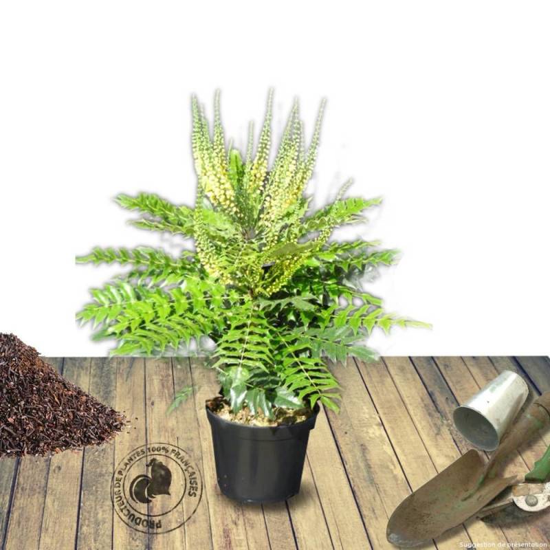 Mahonia Winter Sun à fleurs Jaune - feuillage Persistant - Pot de 7,5L - 60/80 cm-  hauteur à maturité De 1,50 m à 2,00 m - Image 8