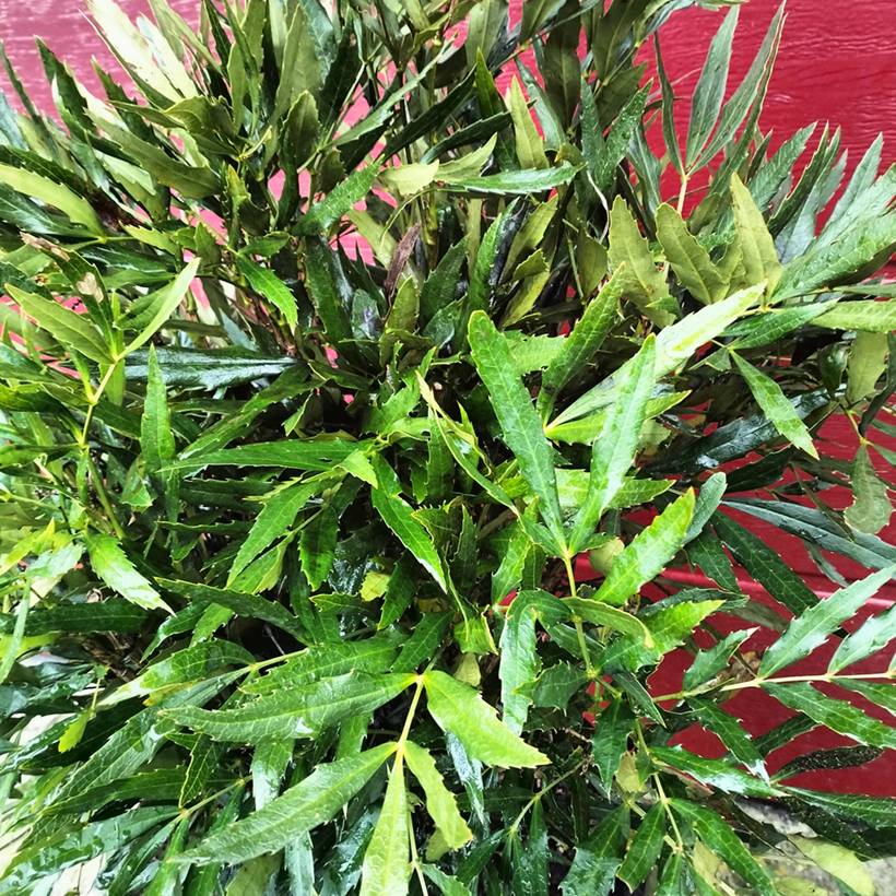 Promesse de Fleurs - Mahonia sinensis - Mahonia de Chine Godet de 8/9 cm