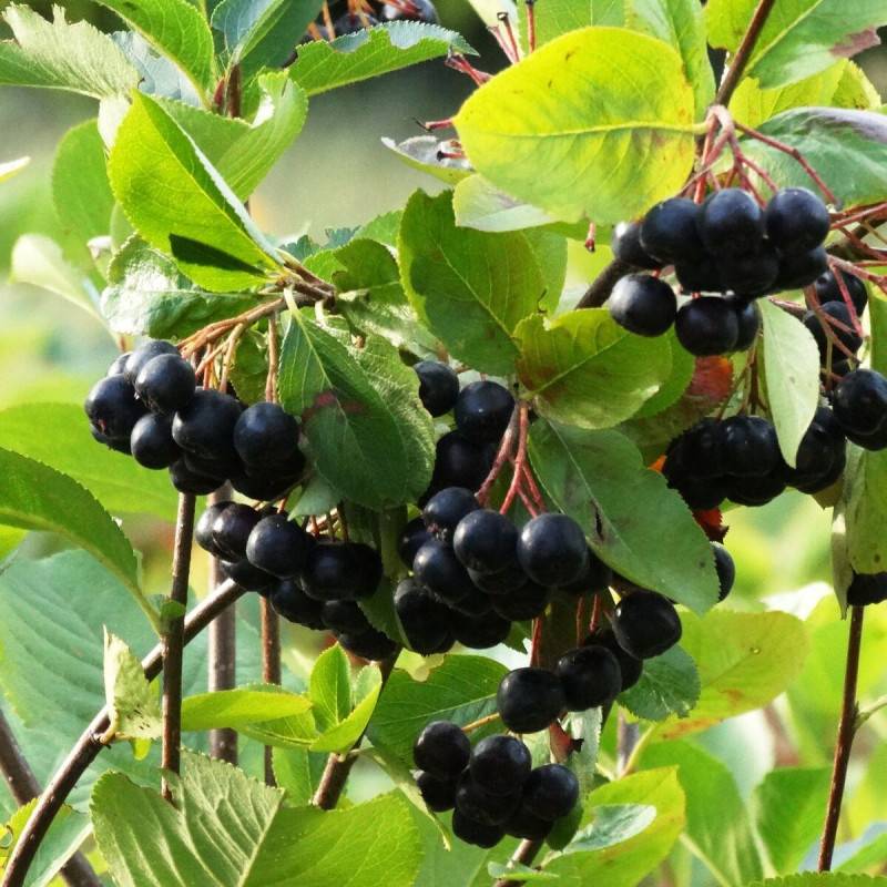 Aronie à feuille de prunier Nero, Aronia à fleurs Blanche - feuillage Caduc - Pot de 3L - 20/40 cm-  hauteur à maturité De 1,00 m à 1,50 m - Image 2