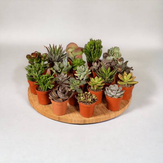 Succulent Mix - D5 - Image 1