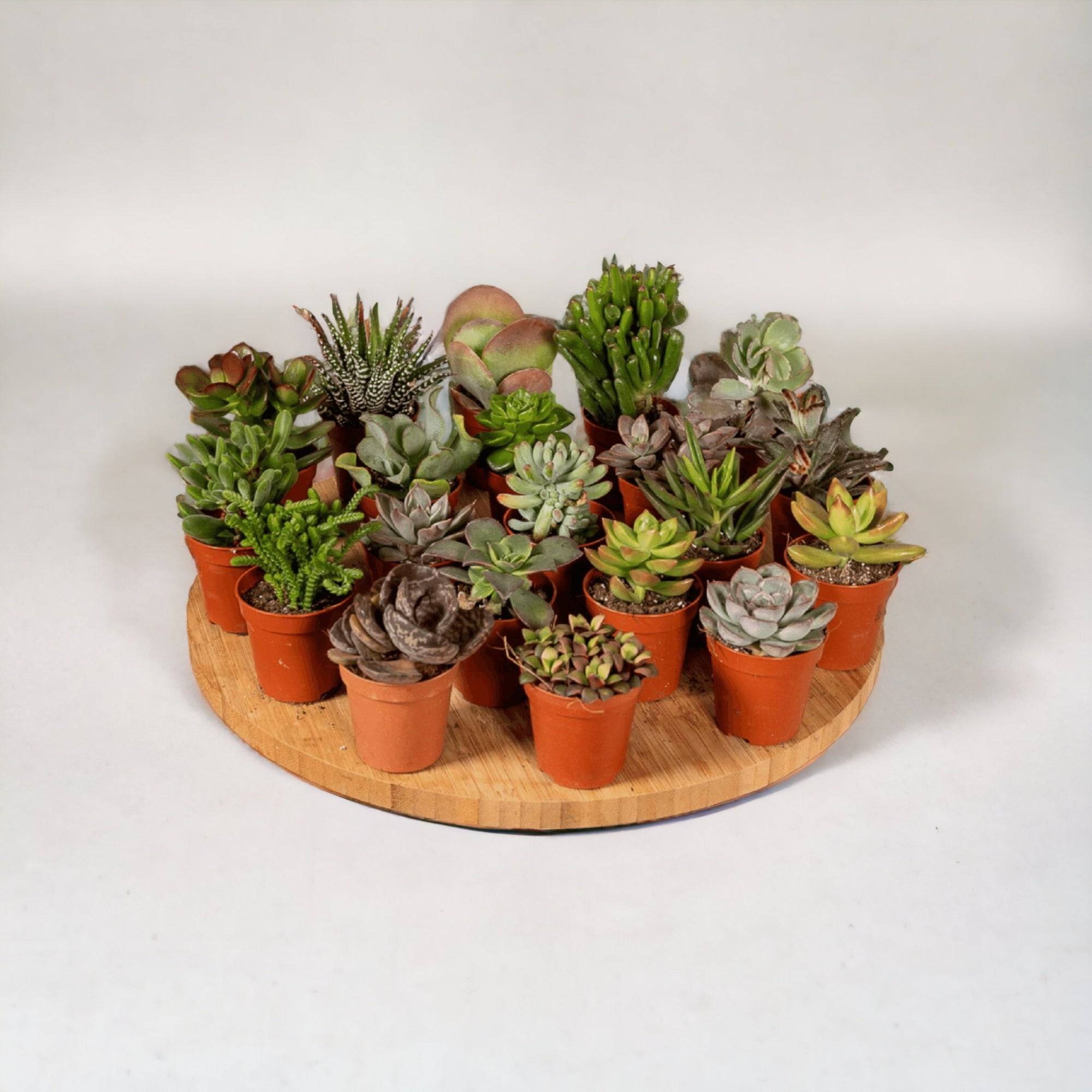 Succulent Mix - D5 - Image 1