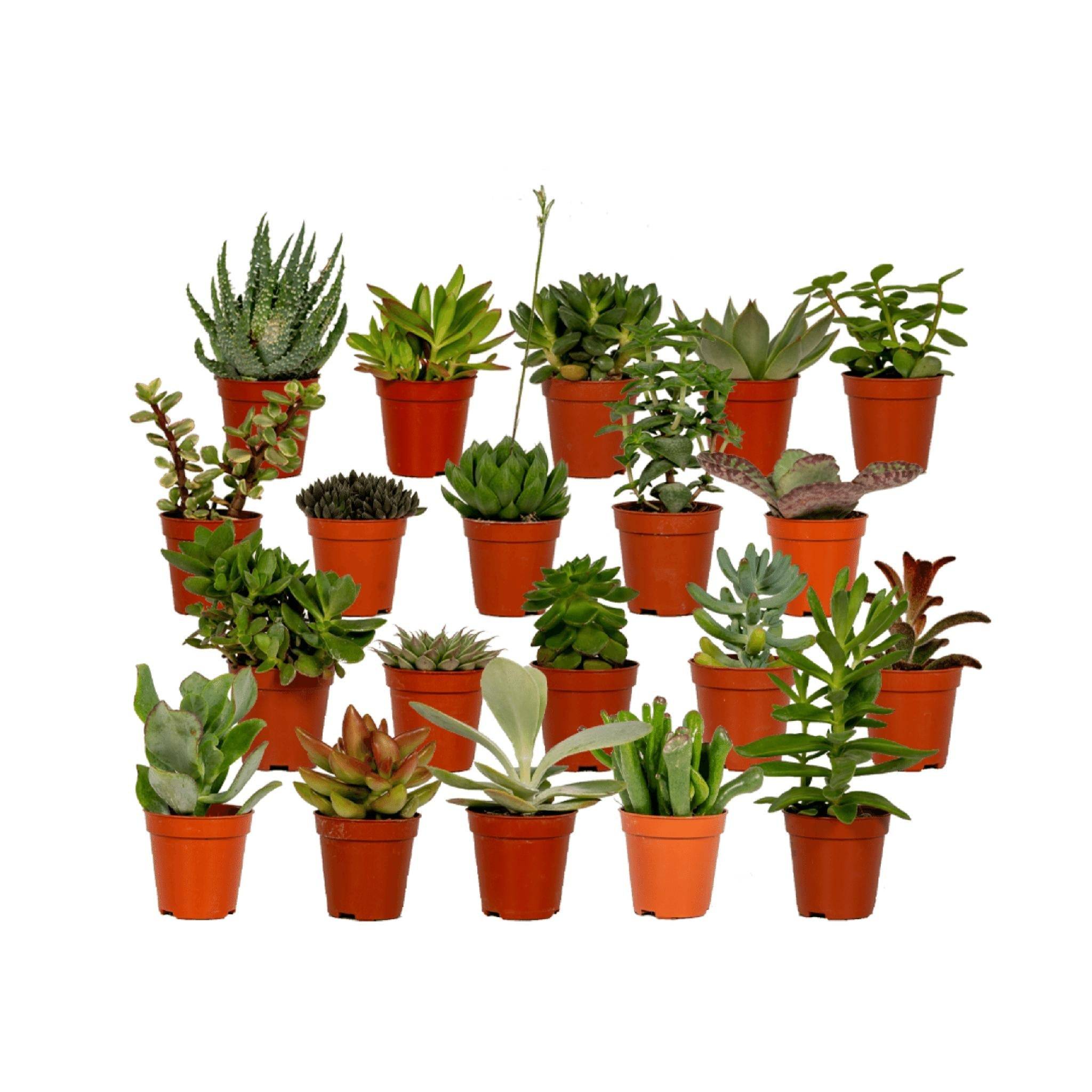 Succulent Mix - D5 - Image 2
